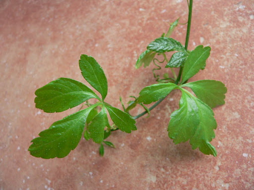 Cây Cổ yếm. Gynostemma pentaphyllum - Cây Thuốc Nam Quanh Ta